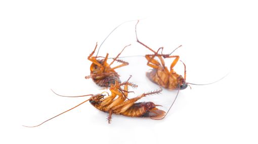 Dedetização em Copacabana RJ // Dedetizadora RJ