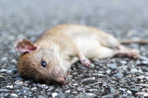 Serviço de Dedetização de Ratos - Imuninsetos