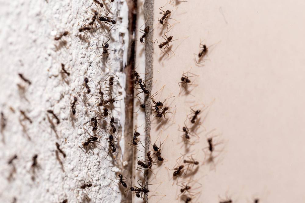formigas na parede