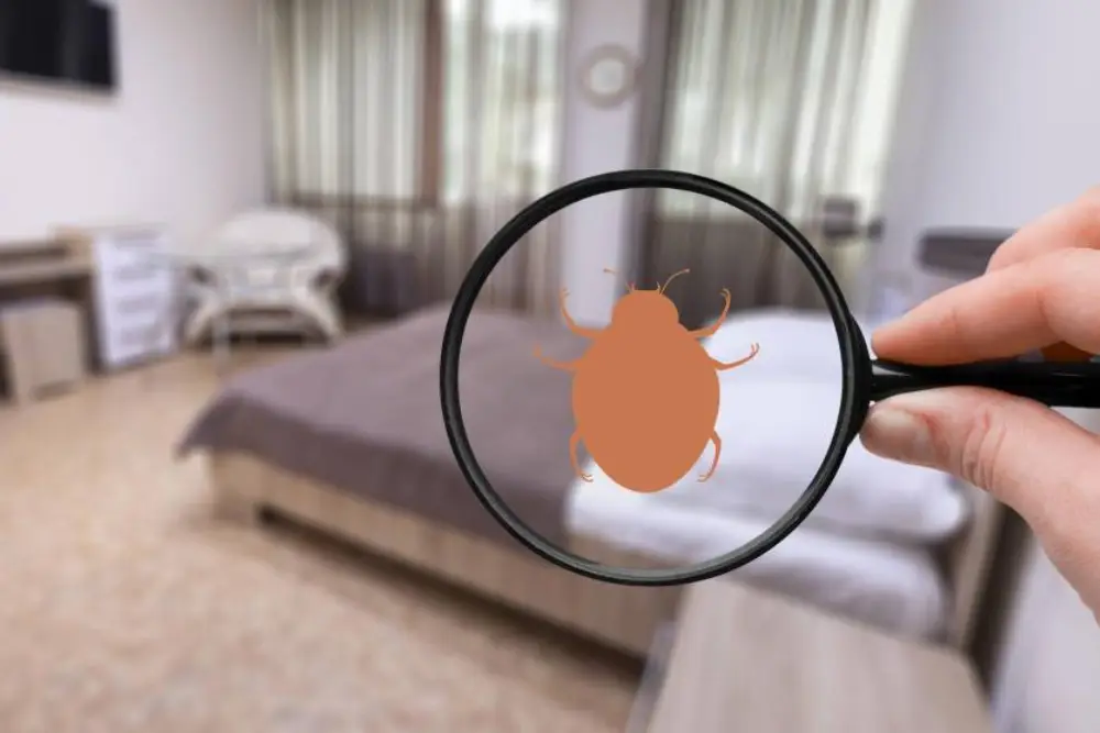 Dedetização de Percevejos de Cama no Rio de Janeiro | Dedetizadora RJ