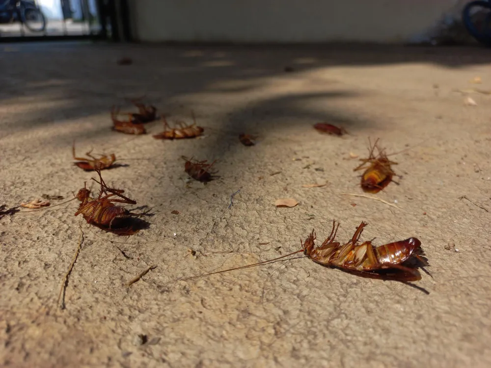 Dedetização Barata Americana RJ // Dedetizadora em Copacabana