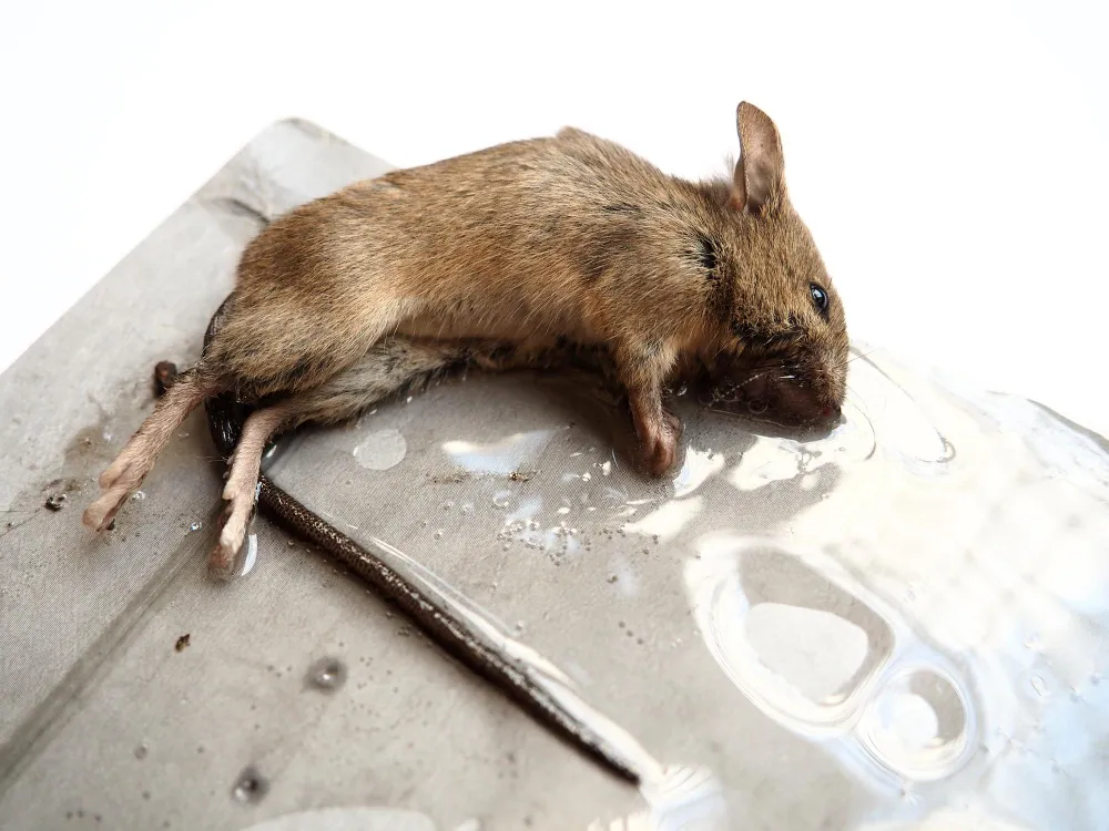 Dedetização de Ratos no Rio de Janeiro | Problemas com Ratos