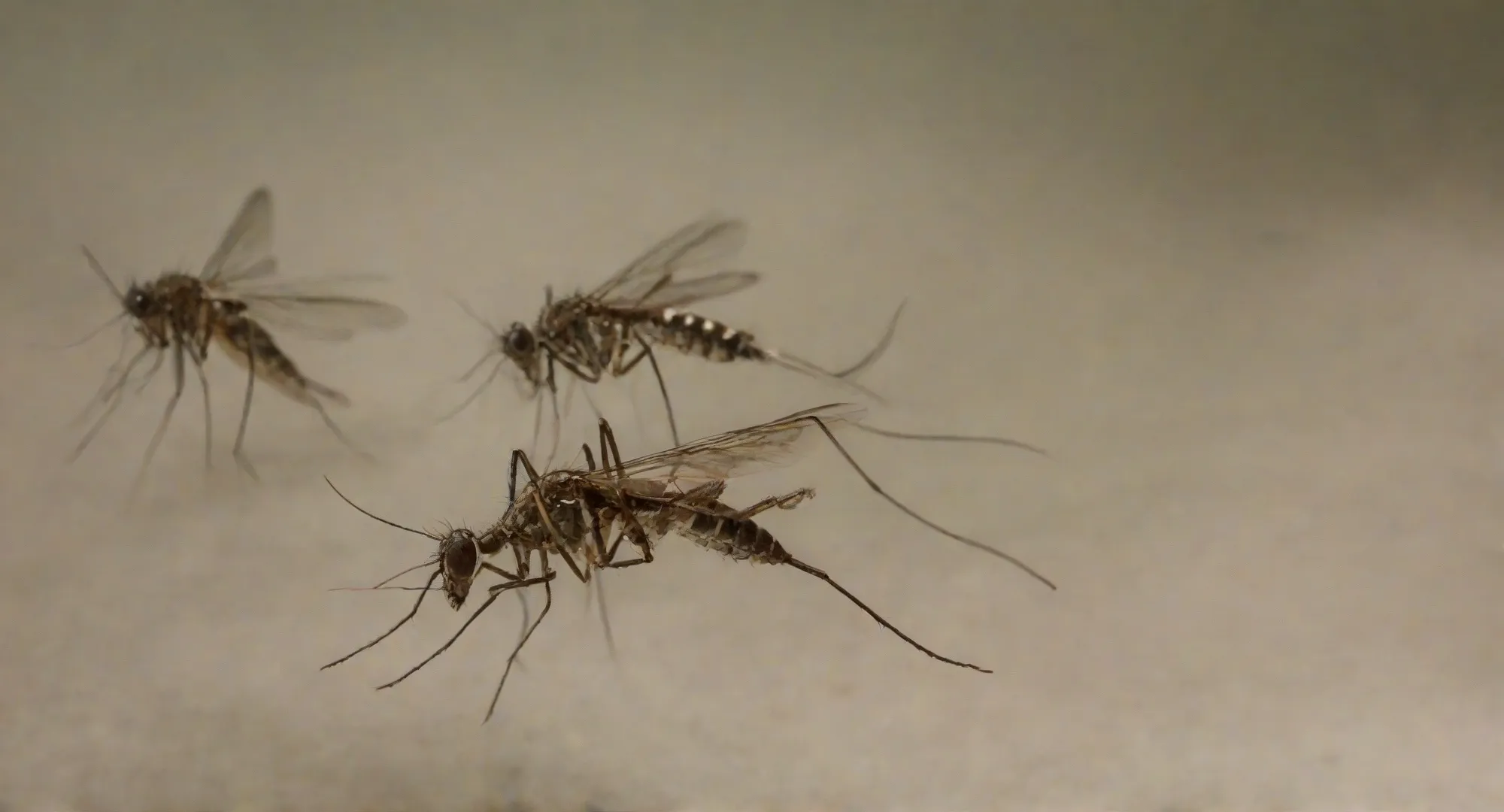 Dedetização de Mosquitos - Rio de Janeiro | Dedetizadora RJ